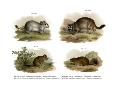 Chinchilla by German School